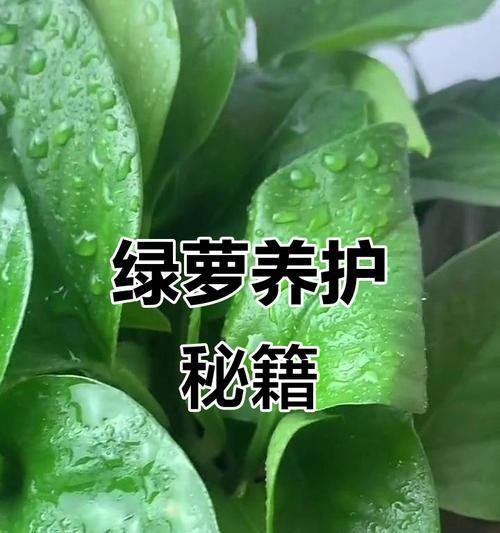 绿萝养殖的正确方法是什么？