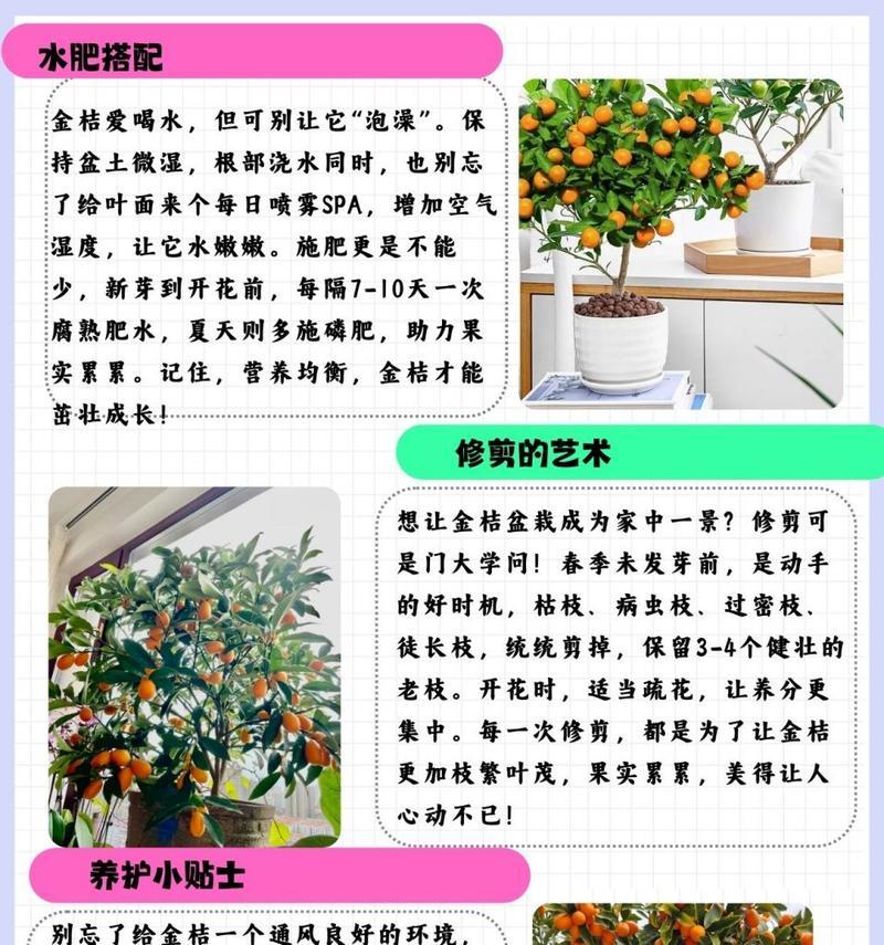 树木养护的基本技巧和常见问题解答？