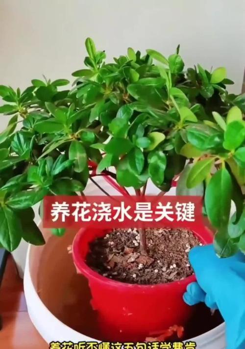 中午浇水对花有什么影响？