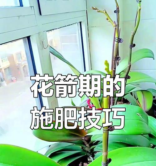 蝴蝶兰的施肥方法和注意事项是什么？
