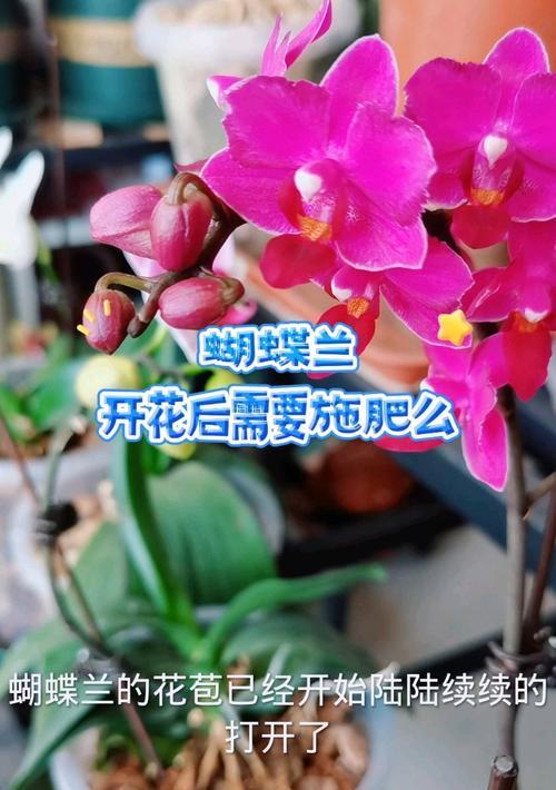 蝴蝶兰的施肥方法和注意事项是什么？