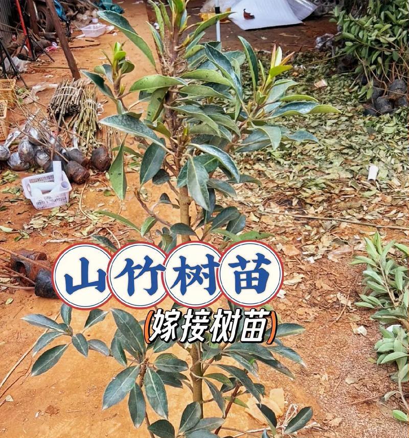 山竹嫁接的步骤和注意事项是什么？