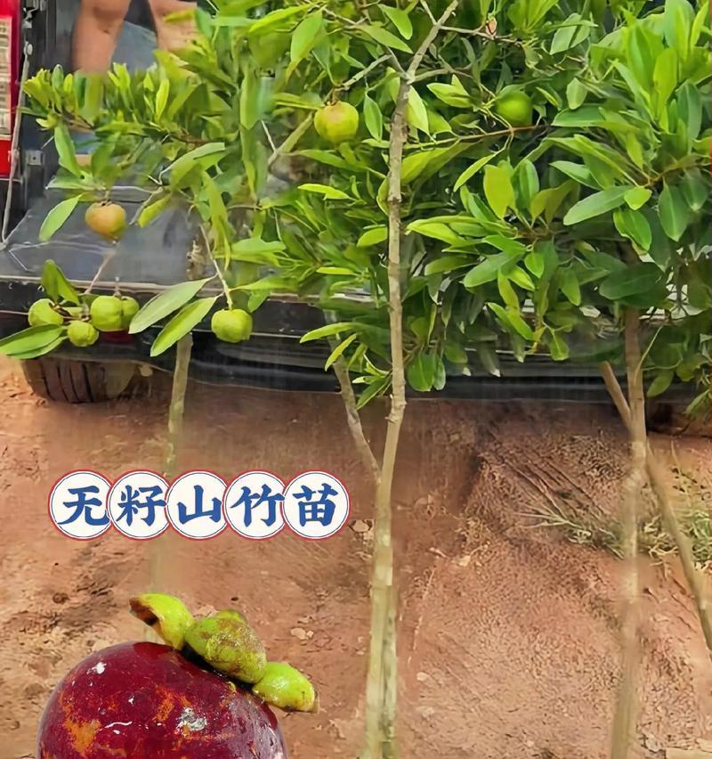 山竹嫁接的步骤和注意事项是什么？
