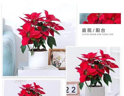 一品红为何被称为圣诞花？