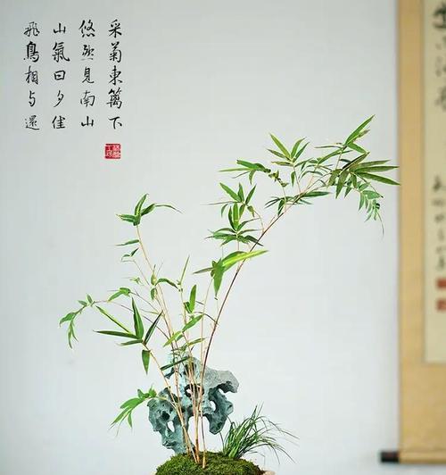 盆栽植物冬季如何安全过冬？