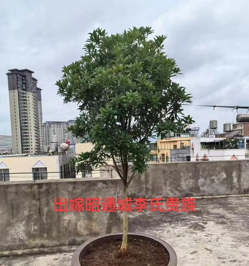 桂花换盆的最佳时期和步骤是什么？