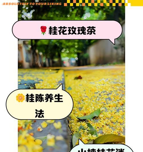 桂花换盆的最佳时期和步骤是什么？