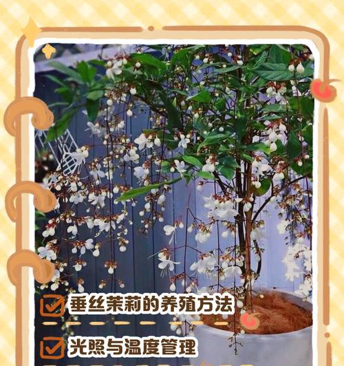 攀爬茉莉的养殖技巧是什么？