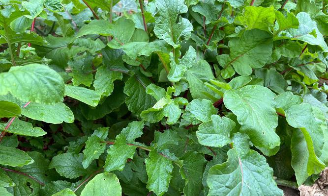 室内植物施肥的正确方法是什么？如何避免过量施肥？