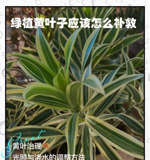 室内植物施肥的正确方法是什么？如何避免过量施肥？
