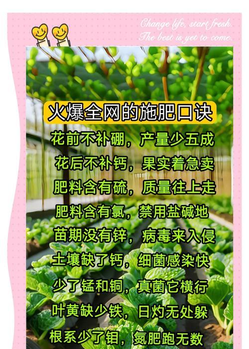 室内植物施肥的正确方法是什么？如何避免过量施肥？