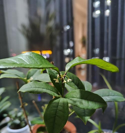四季桂落叶怎么办？如何解决和预防？