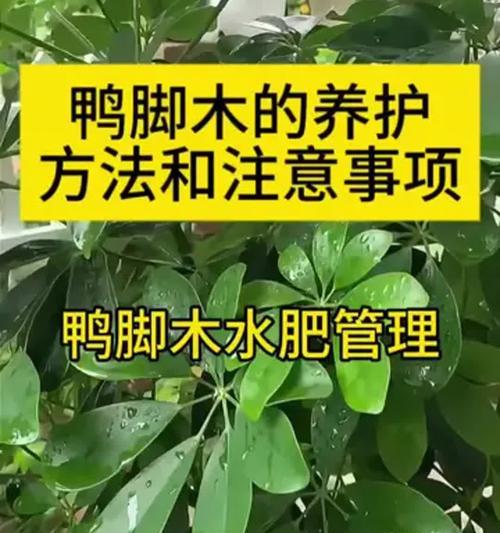 盆栽施肥的正确方法和注意事项是什么？