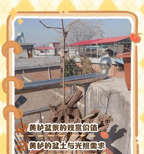 盆栽施肥的正确方法和注意事项是什么？