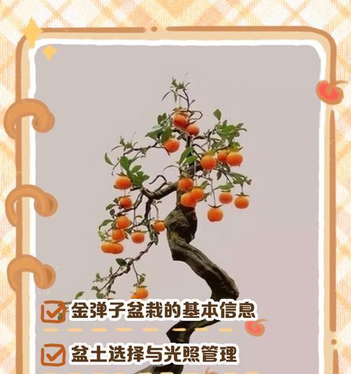 盆栽施肥的正确方法和注意事项是什么？