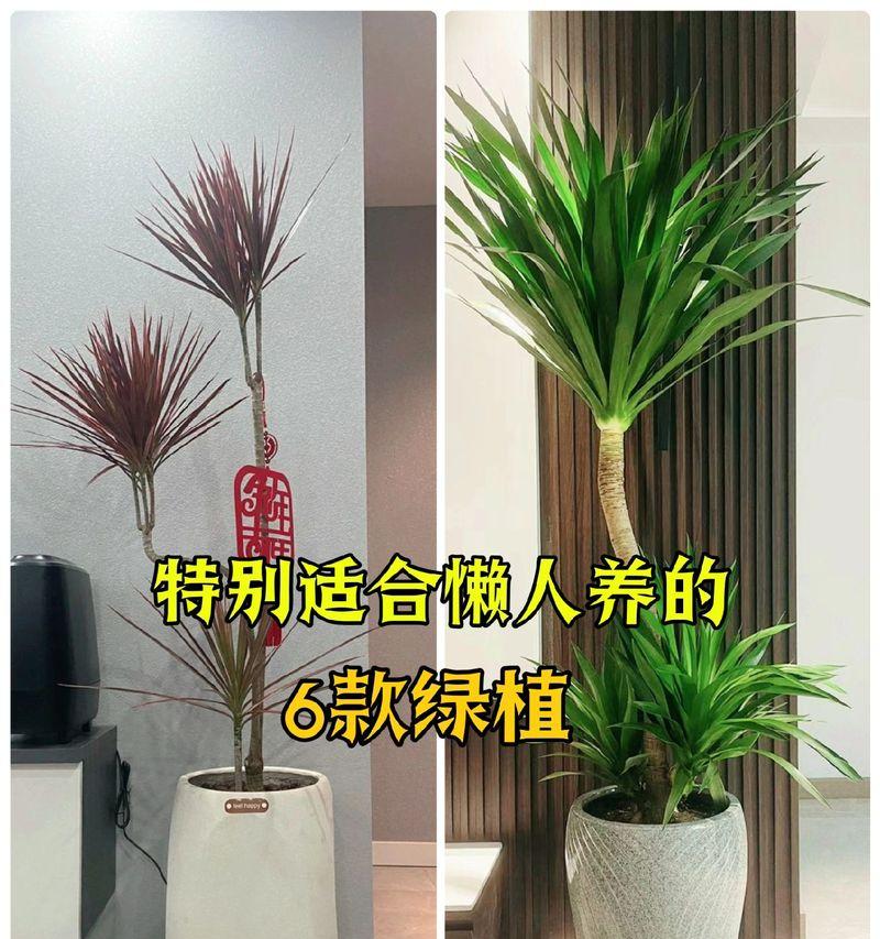 家养花卉有哪些推荐？如何选择？