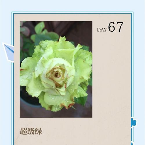 绿月季有哪些独特品种？它们的养护技巧是什么？