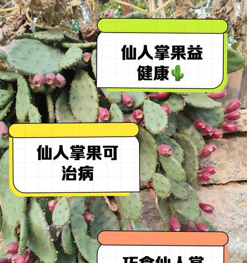仙人掌的生长条件是什么？如何促进仙人掌健康成长？