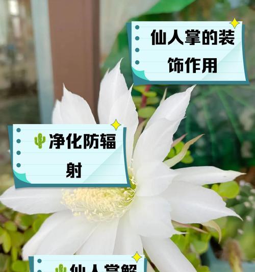 仙人掌的生长条件是什么？如何促进仙人掌健康成长？