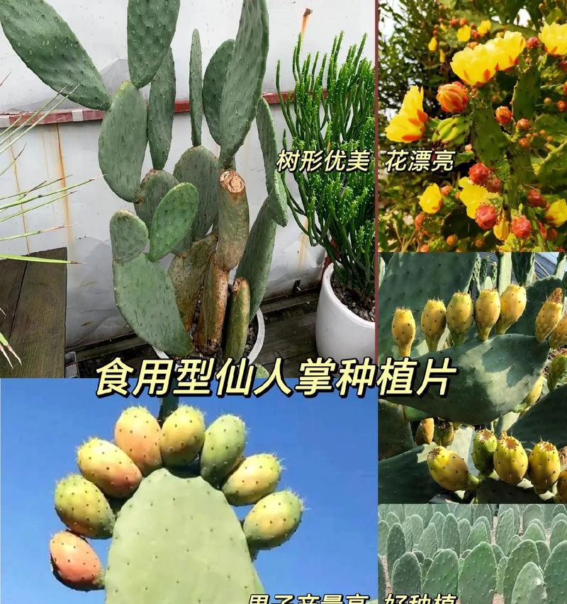 仙人掌的生长条件是什么？如何促进仙人掌健康成长？