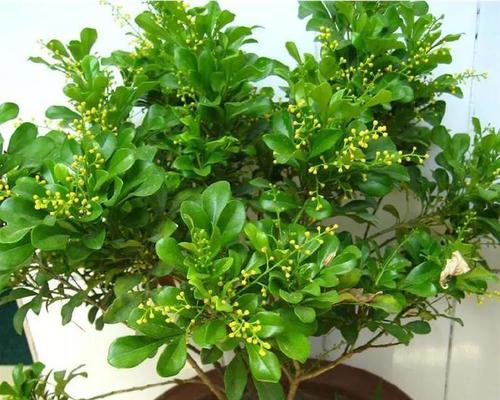 室内花有哪些？室内花卉的选择和摆放技巧是什么？