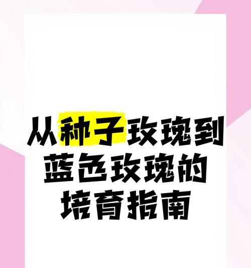 玫瑰种子种植的注意事项有哪些？