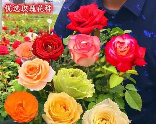 玫瑰种子种植的注意事项有哪些？