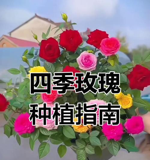 玫瑰种子种植的注意事项有哪些？