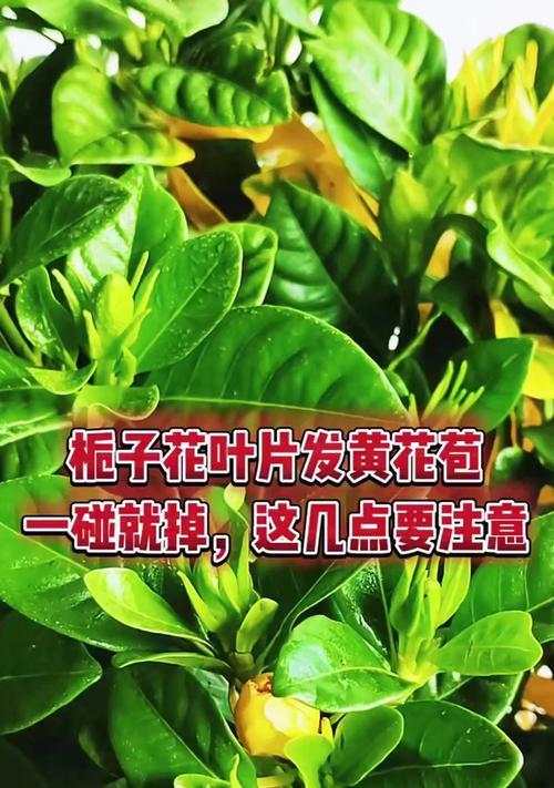 栀子花落叶是怎么回事？可能的原因和解决方法是什么？