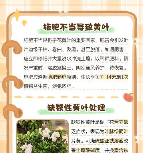 栀子花落叶是怎么回事？可能的原因和解决方法是什么？