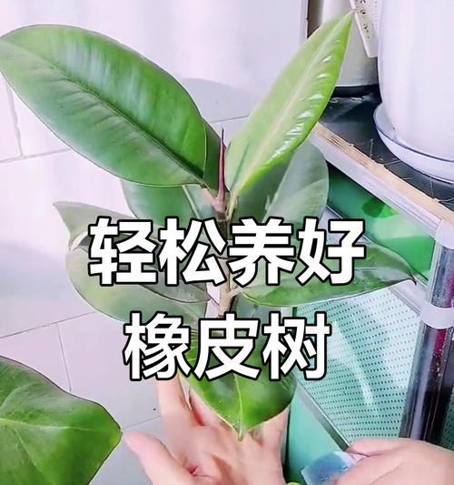 象皮树的养护技巧有哪些？