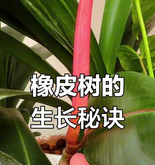 象皮树的养护技巧有哪些？