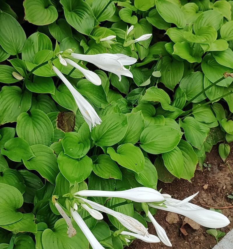 玉簪花品种有哪些？玉簪花的养护技巧是什么？