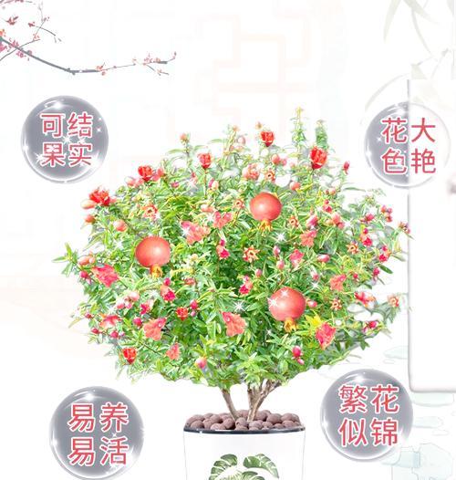 石榴花的养殖方法是什么？如何确保其良好生长？