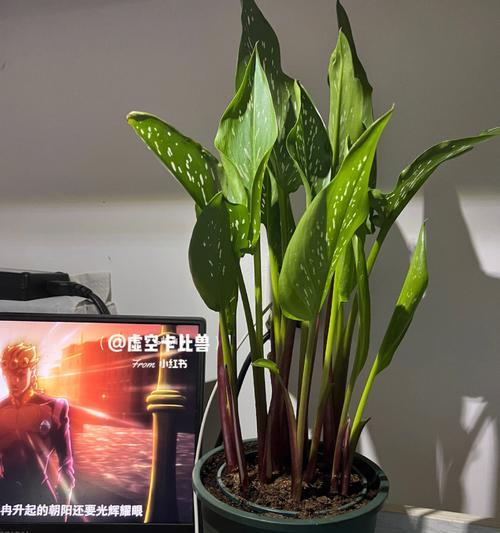 荸荠盆栽的种植步骤是什么？