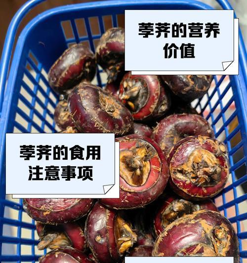 荸荠盆栽的种植步骤是什么？