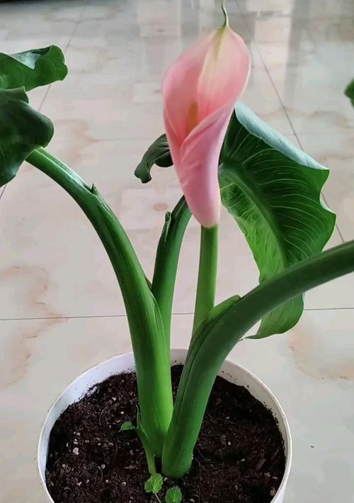 荸荠盆栽的种植步骤是什么？