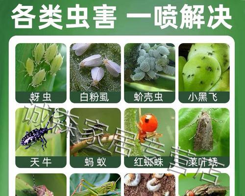 幸福树出现蚧壳虫怎么办？有效防治方法是什么？