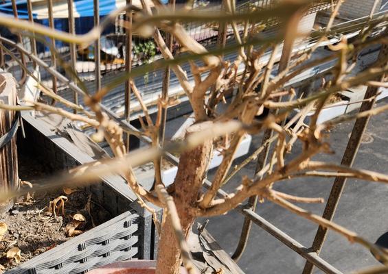 三角梅烂根怎么处理？可能的原因和解决方法是什么？