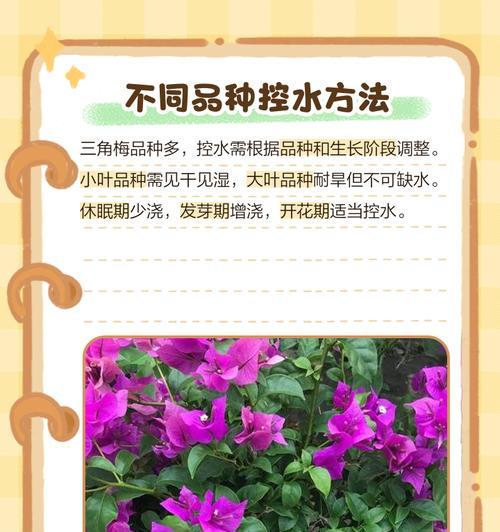 三角梅烂根怎么处理？可能的原因和解决方法是什么？