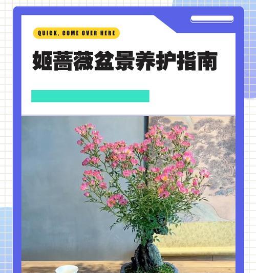 蔷薇的养殖技巧是什么？