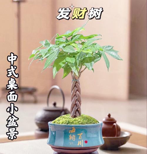 盆景发财树养护技巧是什么？怎样才能养好发财树？