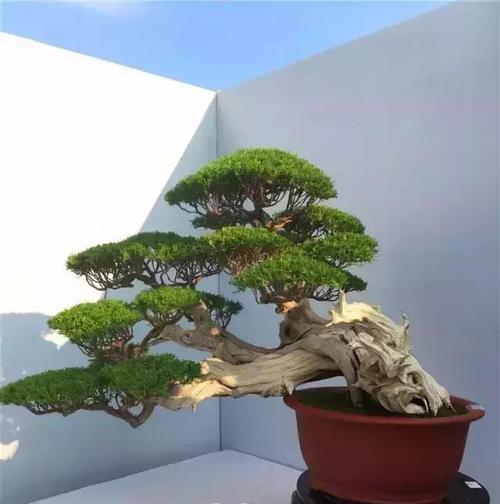 哪种柏树最适合制作盆景？