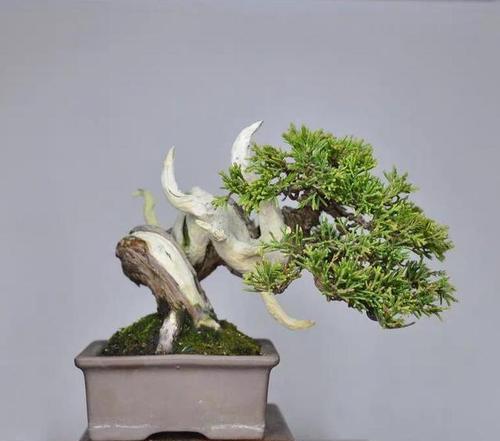 哪种柏树最适合制作盆景？