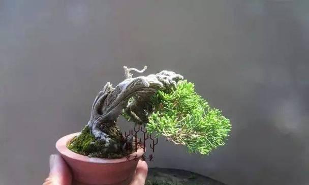 哪种柏树最适合制作盆景？