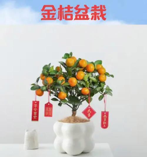 金桔的养殖技巧有哪些？如何让金桔结果更多？