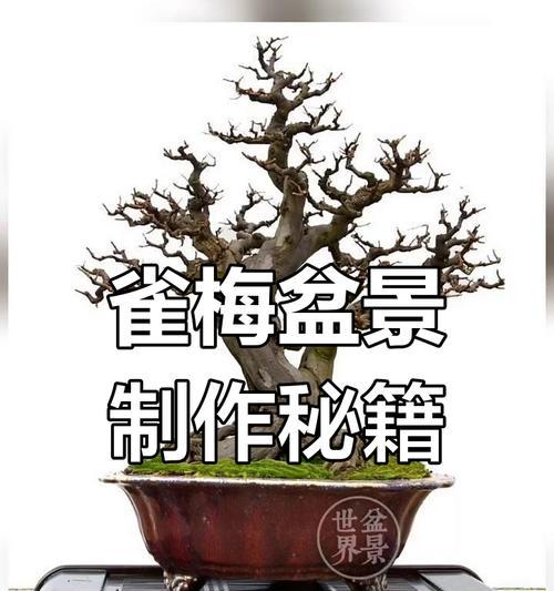 雀梅养护技巧有哪些？
