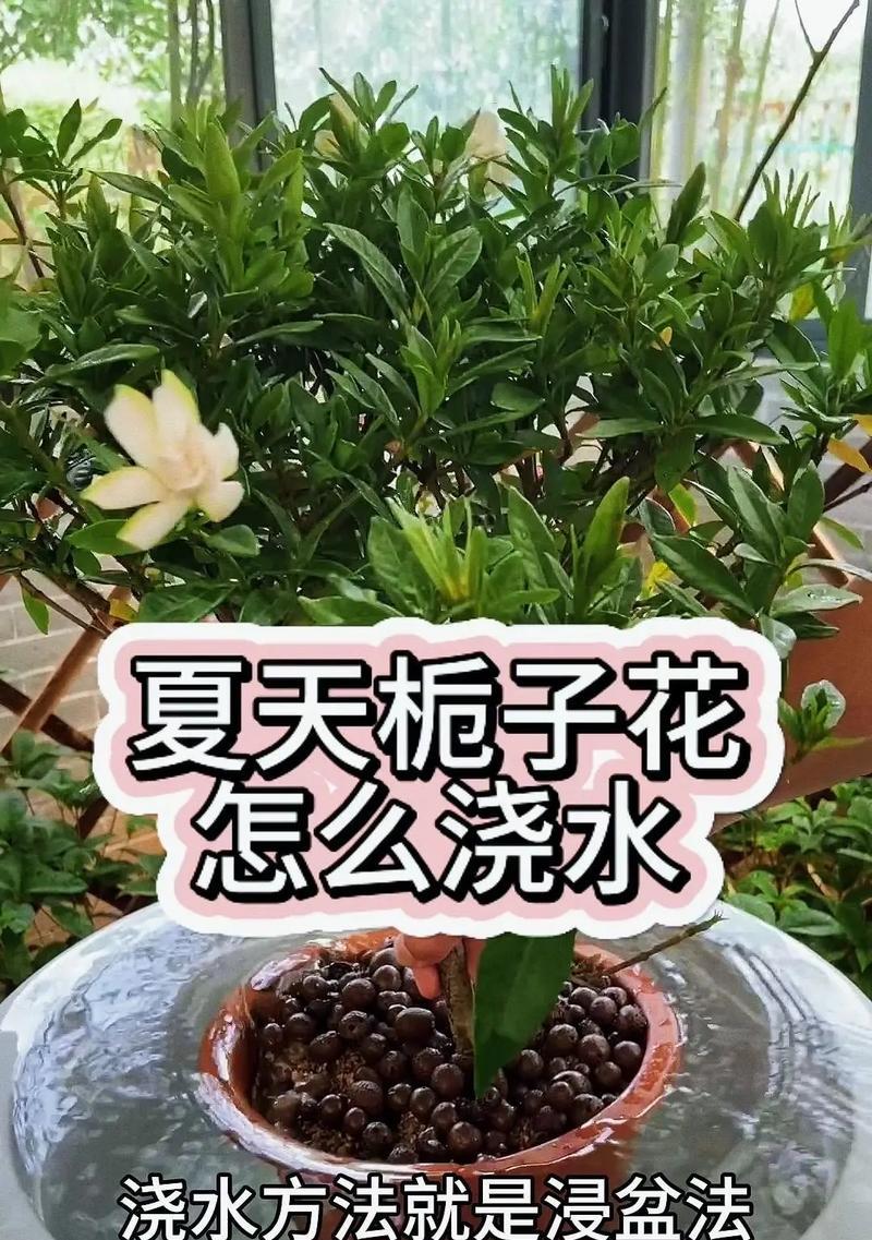 栀子在冬季的养护要点有哪些？