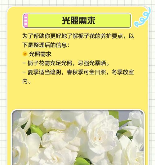 栀子在冬季的养护要点有哪些？