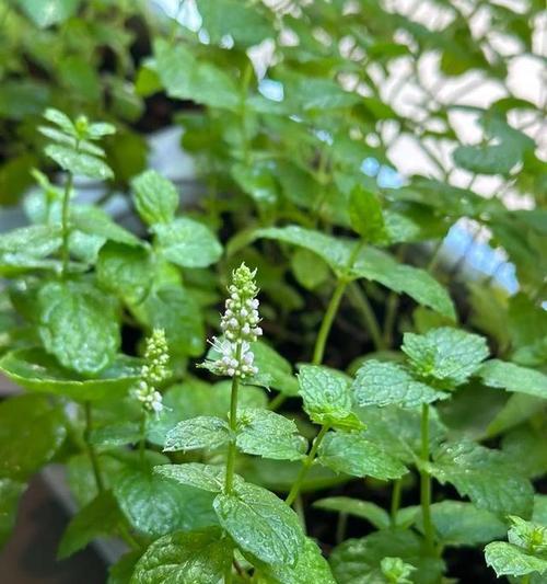 薄荷叶子受损后的处理方法是什么？